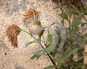 A tailor bird sitting on a plant