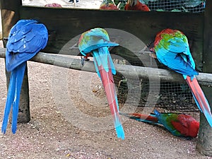 Tails of colourful parrots