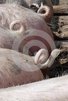 Tails with a curl of a domestic pig
