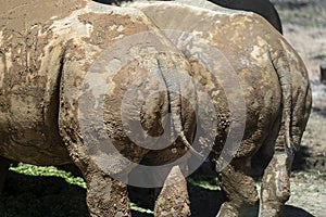 Tails and hind torso of two African rhinos. Wild african animals