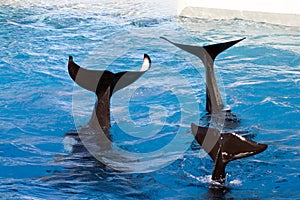 Tails of Killer Whales