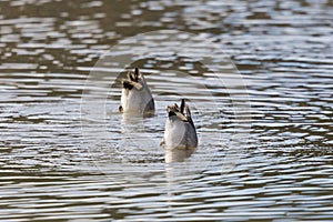 tails of two common teals (Anas crecca) sticking out of water