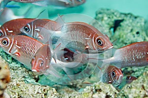 Tailspot squirrelfish