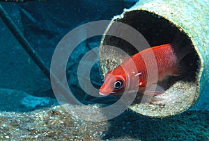 Tailspot Squirrelfish - Sargocentron caudimaculatum