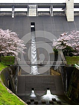 Tailwater from Hase Dam with Cherry blossoms in the rain in Nara