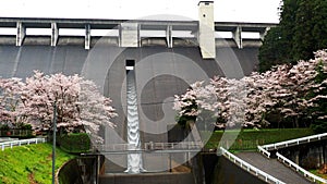 Tailwater from Hase Dam with Cherry blossoms in the rain in Nara