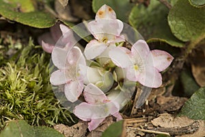 Tainted pink flowers of trailing arbutus at Valley Falls Park.