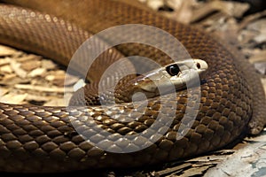 Taipan