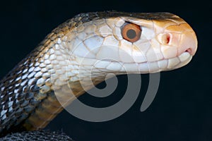 Taipan / Oxyuranus scutellatus