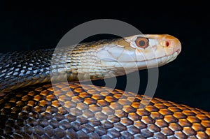 Taipan / Oxyuranus scutellatus canni photo