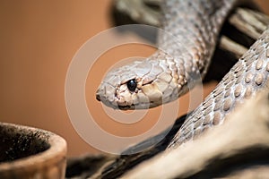 Taipan portrait, Oxyuranus, one of the most venomous and deadly snakes in the world