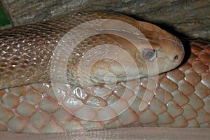 Coastal Taipan Snake