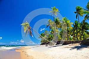 Taipu de Fora Beach, Penisula de Marau, Bahia, Brazil. Sunny day with coconut trees by the sea, on this beautiful and peaceful bea photo