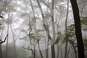 Taishan Mountain forest in fog