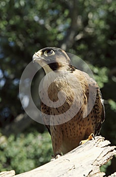 Taita Falcon, Taita valk, Falco fasciinucha