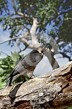 Taita Falcon, Taita valk, Falco fasciinucha photo