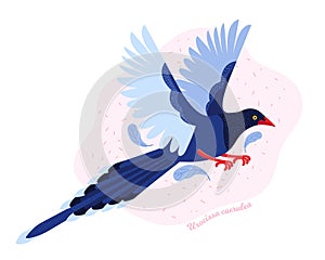 Taiwan azure magpie. Animals Of Taiwan. Urocissa caerulea. Cute Blue bird a flying in the sky. Exotic bird of Asia. Hand drawn