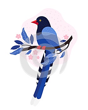Taiwan azure magpie. Animals Of Taiwan. Urocissa caerulea. Cute Blue bird sits on a branch with pink tropical flowers. Exotic bird