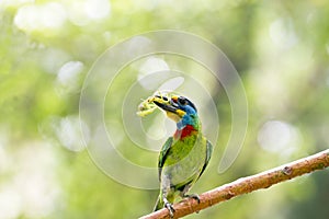 Taiwan Barbet,Megalaima nuchalis