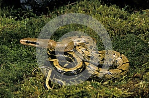 Taiwan Beauty Snake, elaphe taeniura frisei, Adult standing on Moss