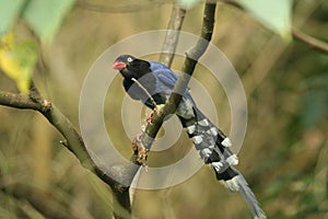 Taiwan Blue Magpie