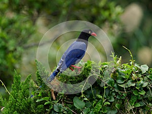 Taiwan Blue Magpie (Urocissa caerulea)