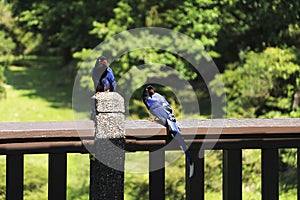 Taiwan blue magpie in Yangmingshan national park,  Taiwan photo