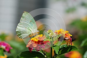 Taiwan butterfly(Catopsilia pomona) on the flower