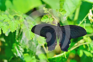 Butterfly from the Taiwan