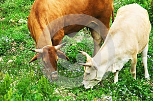 The Taiwan cattle grazing on a meadow, grass, cow, nature, animals