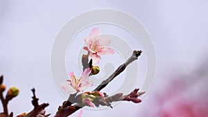 Taiwan Cherry Blossom, Sakura, Beautiful flowers