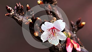 Taiwan Cherry Blossom, Sakura, Beautiful flowers