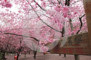 In Taiwan cherry blossoms view