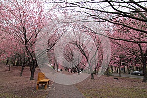 In Taiwan cherry blossoms view