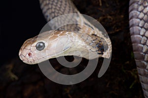 Taiwan cobra Naja atra formosa photo