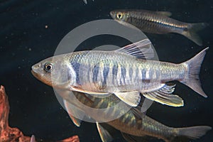 Taiwan common minnows
