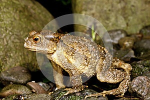 Taiwan Common Toad photo