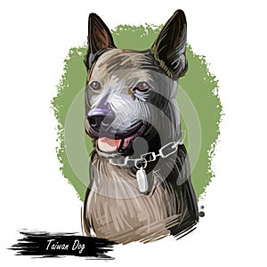 Taiwan Dog breed, Formosan Mountain Dog, Taiwanese Canis Native Takasago puppy. Digital art. Animal watercolor portrait closeup