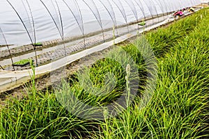 Taiwan flower planting