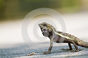 Taiwan japalura,Swinhoe's tree lizard
