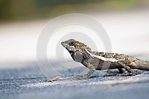 Taiwan japalura,Swinhoe's tree lizard