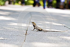 Taiwan japalura,Swinhoe's tree lizard