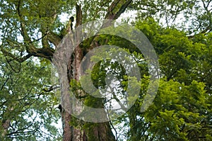 Taiwan, Lala Mountain, national forest, protected area, huge, thousand-year-old sacred tree