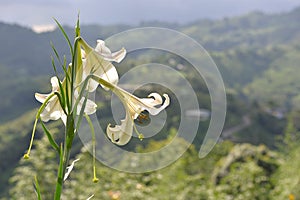 Taiwan lily photo