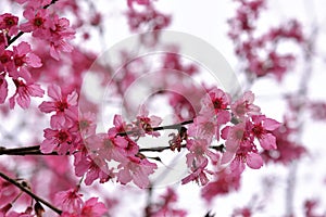 Taiwan Mountain Cherry Blossom Prunus campanulata Maxim