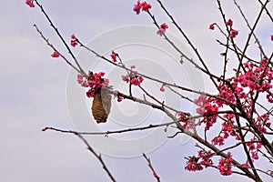 Taiwan Mountain Cherry Blossom Prunus campanulata Maxim