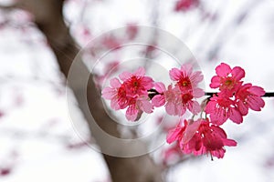 Taiwan Mountain Cherry Blossom Prunus campanulata Maxim