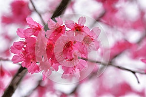 Taiwan Mountain Cherry Blossom Prunus campanulata Maxim