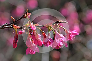 Taiwan Mountain Cherry Blossom Prunus campanulata Maxim