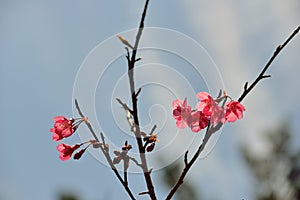 Taiwan Mountain Cherry Blossom Prunus campanulata Maxim